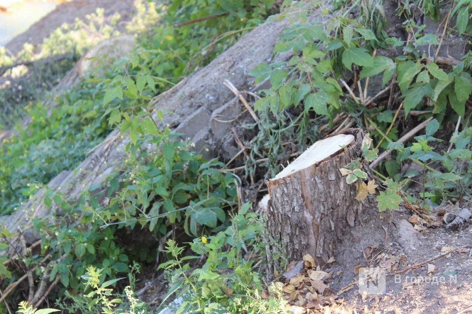 Уголовное дело возбуждено из-за вырубки 72 деревьев в Нижнем Новгороде - фото 1