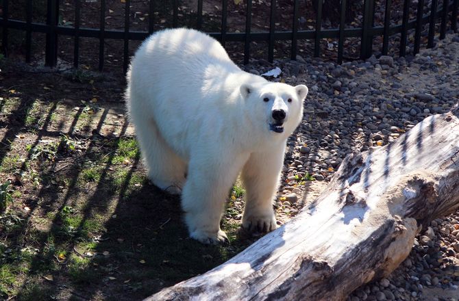 Белая медведица из нижегородского зоопарка проинспектировала новый вольер для будущего друга - фото 2