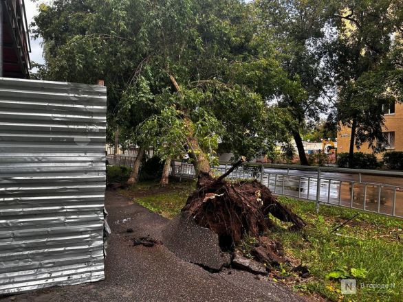 Упавшие деревья разрушили тротуар и вырвали столб Советском районе - фото 3