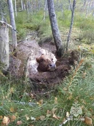 Увязшую в болоте корову спасли в Володарском районе - фото 3