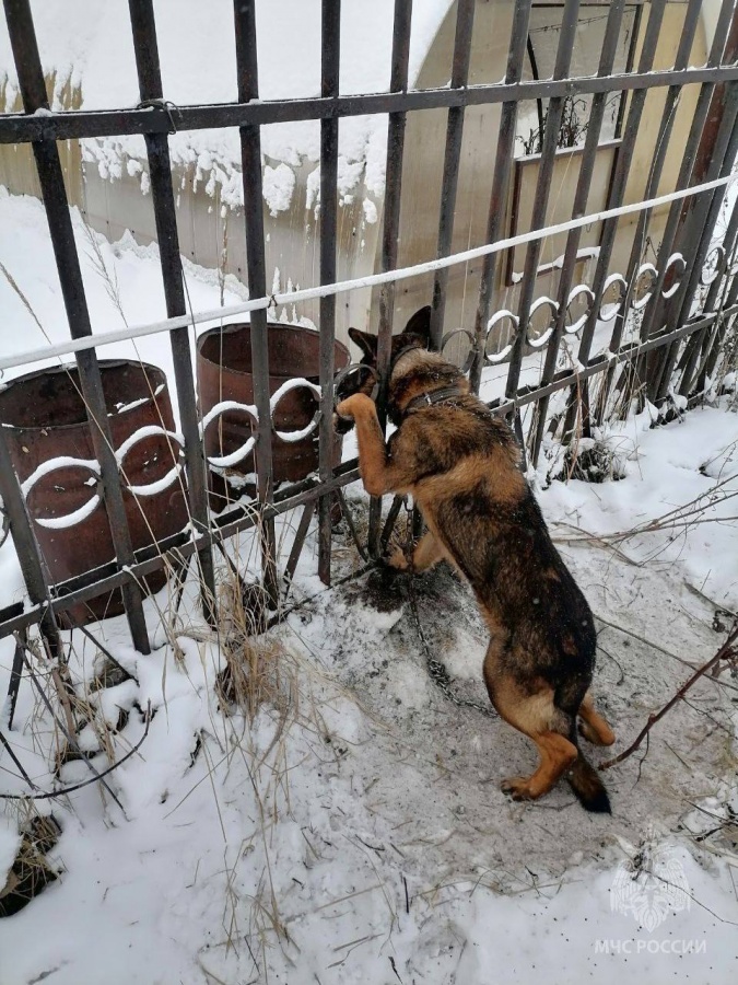 Спасатели вызволили собаку из стального плена в Нижегородской области