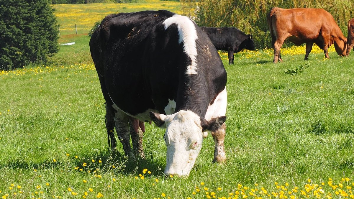 Крс что это такое. Лейкоз крупного рогатого скота. Лейкоз коров в Курганской области.